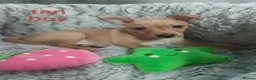 Miniature Pinscher dogs for sale: 6 Beautiful Miniature pincher Puppies  - Advert 9