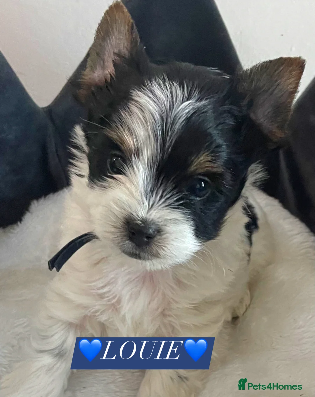 Yorkshire Terrier dogs for sale: 🌟 ONE BIEWER BOY LEFT 🌟 - Advert 1