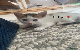 Mixed Breed cats for sale: Lots of cats/kittens up for adoption  - Image 7