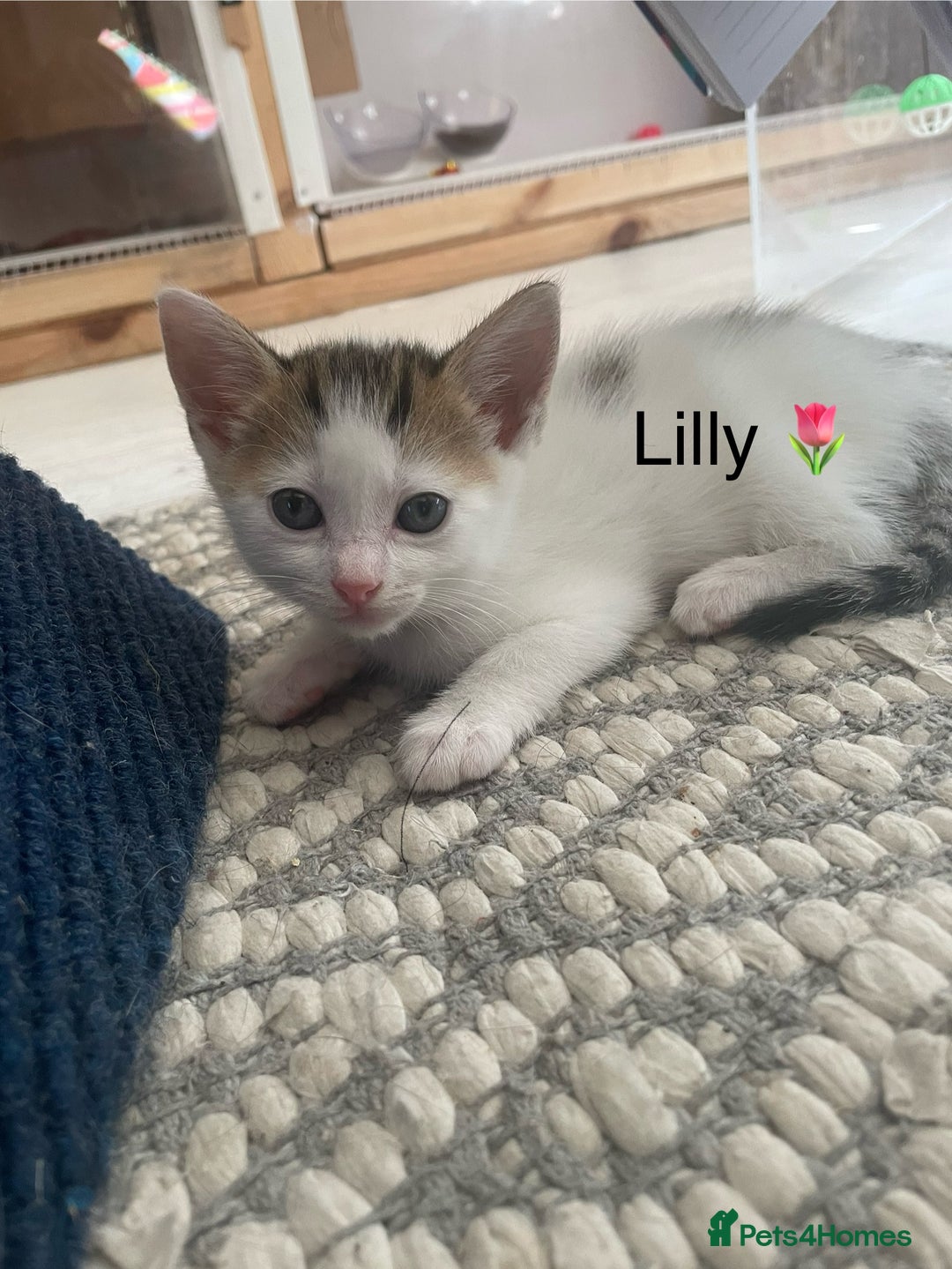 Mixed Breed cats for sale: Lots of cats/kittens up for adoption  - Image 7