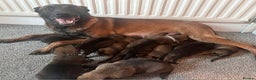 Belgian Shepherd Dog dogs for sale: Exclusive bloodlines  - Advert 28