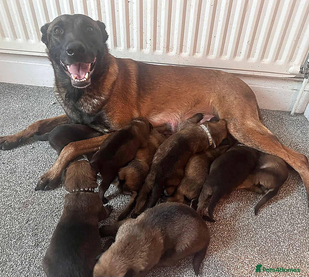Belgian Shepherd Dog dogs for sale: Exclusive bloodlines  - Advert 40