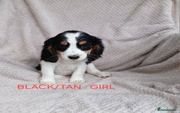 Cocker Spaniel dogs for sale: Health tested small cocker spaniels  - Image 8