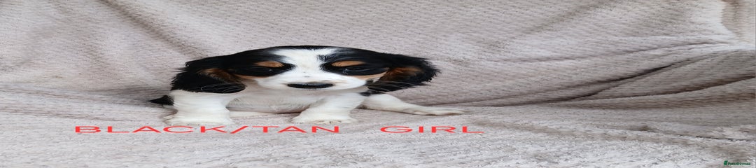 Cocker Spaniel Puppy 7