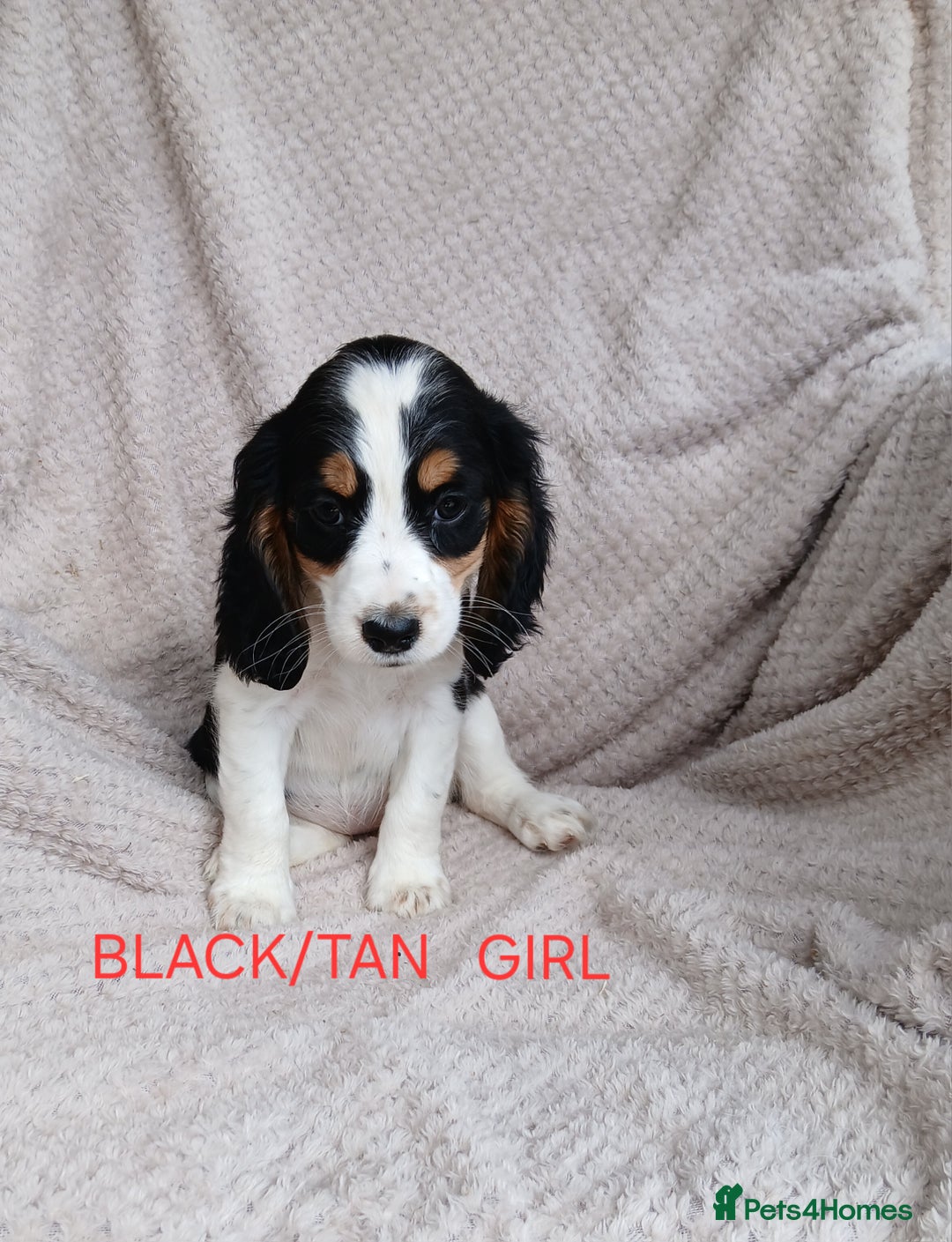 Cocker Spaniel dogs for sale: Health tested small cocker spaniels  - Image 8