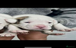 American Bulldog dogs for sale: Beautiful American bulldog puppies for sale - Image 9