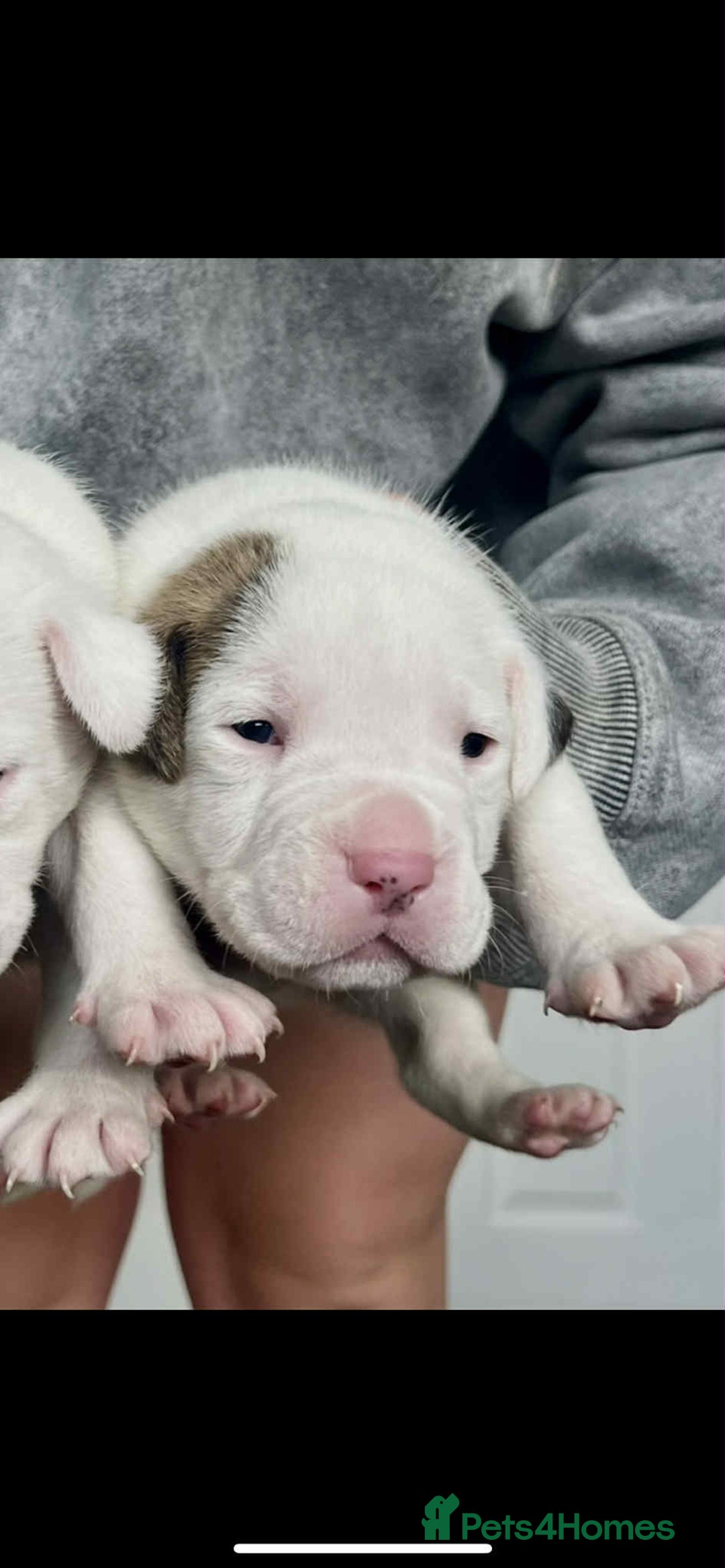 American Bulldog dogs for sale: Beautiful American bulldog puppies for sale - Image 9