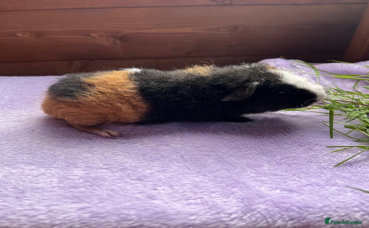 Guinea Pig rodents - Advert 13