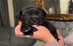 Cane Corso dogs for sale:  🐾 Exceptional bloodlines 🐾 - Image 3