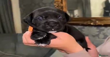 Cane Corso dogs - Advert 15