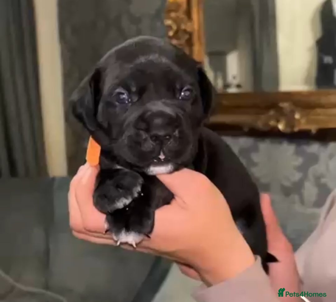 Cane Corso dogs for sale:  🐾 Exceptional bloodlines 🐾 - Image 3