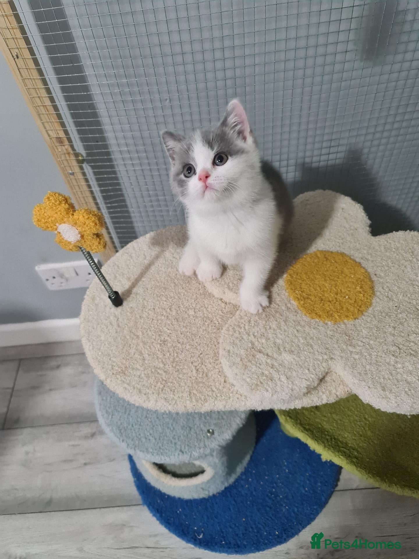 British Shorthair cats for sale: British shorthair kittens  - Advert 12