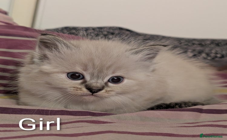 Ragdoll cats Ragdoll  - Advert 3