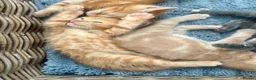 Ragdoll cats for sale: Handsome well handled and social ginger ragdoll x - Advert 15