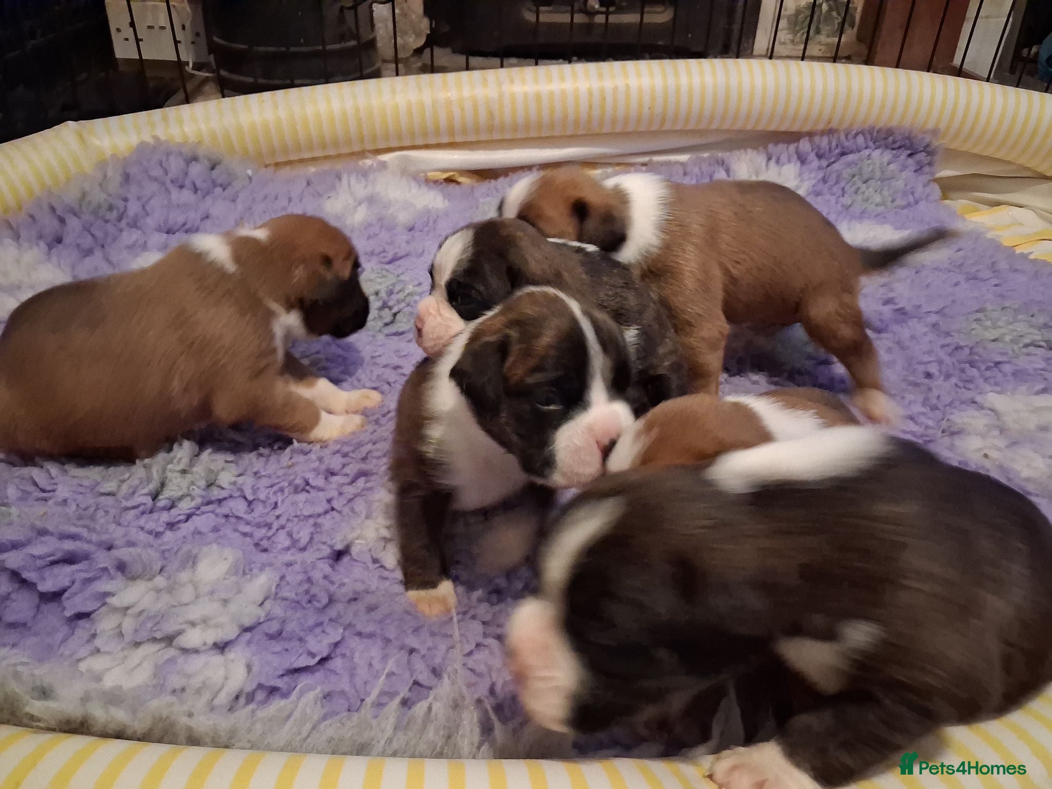 Boxer dogs PEDIGREE BOXER PUPPIES - Advert 3