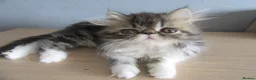 Persian cats for sale: Adorable female Persian kittens - Advert 7
