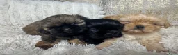 Shih Tzu dogs for sale: Imperial Shih Tzu puppies  in Derby - Advert 12