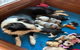 Border Collie dogs for sale: Champion line puppies  - Image 7