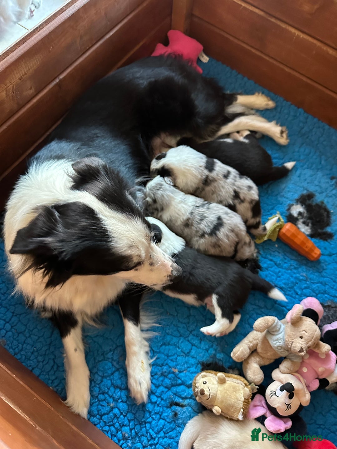Border Collie dogs for sale: Champion line puppies  - Image 7