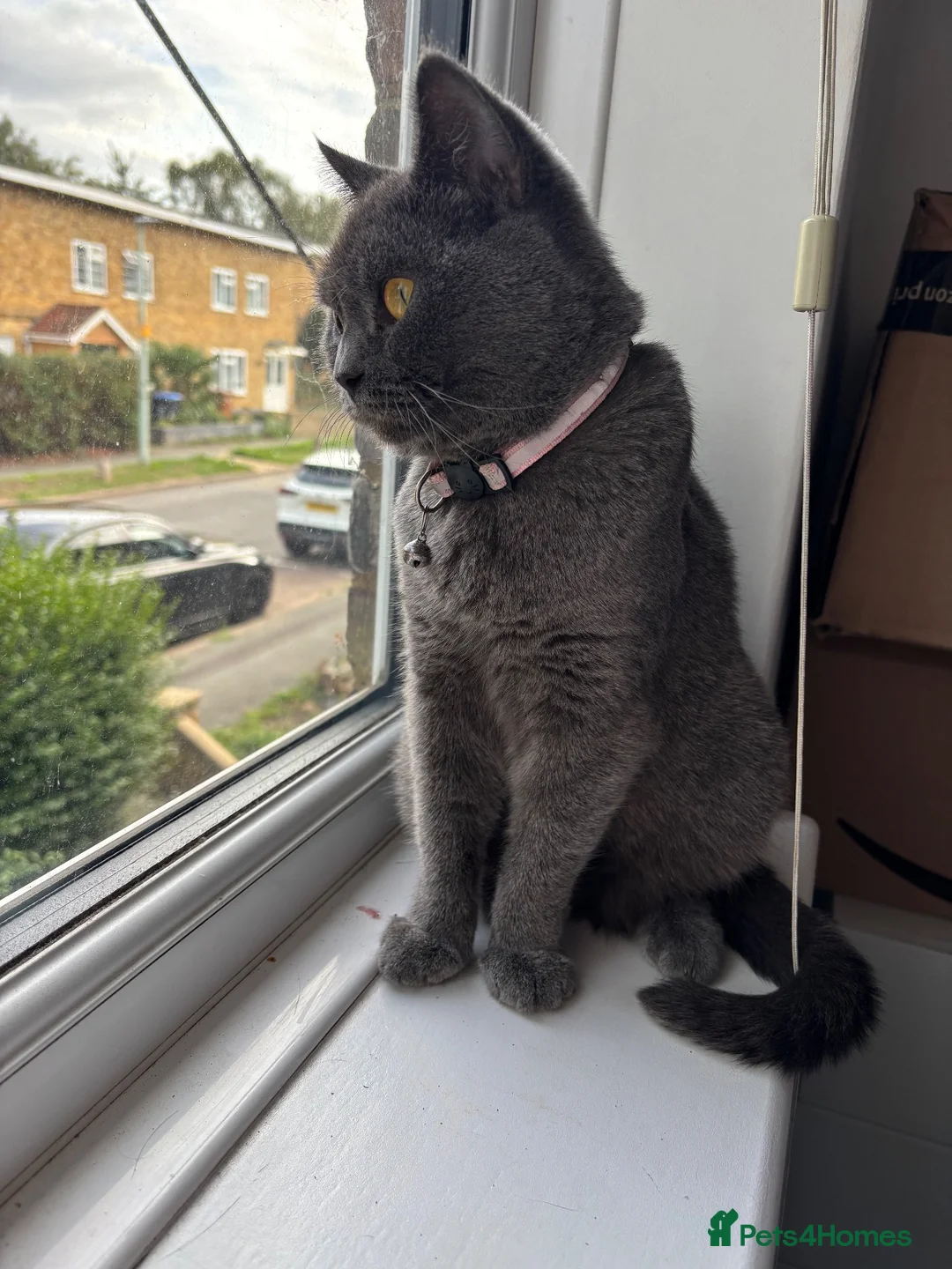 British Shorthair cats for sale: British Shorthair Girl  - Advert 1