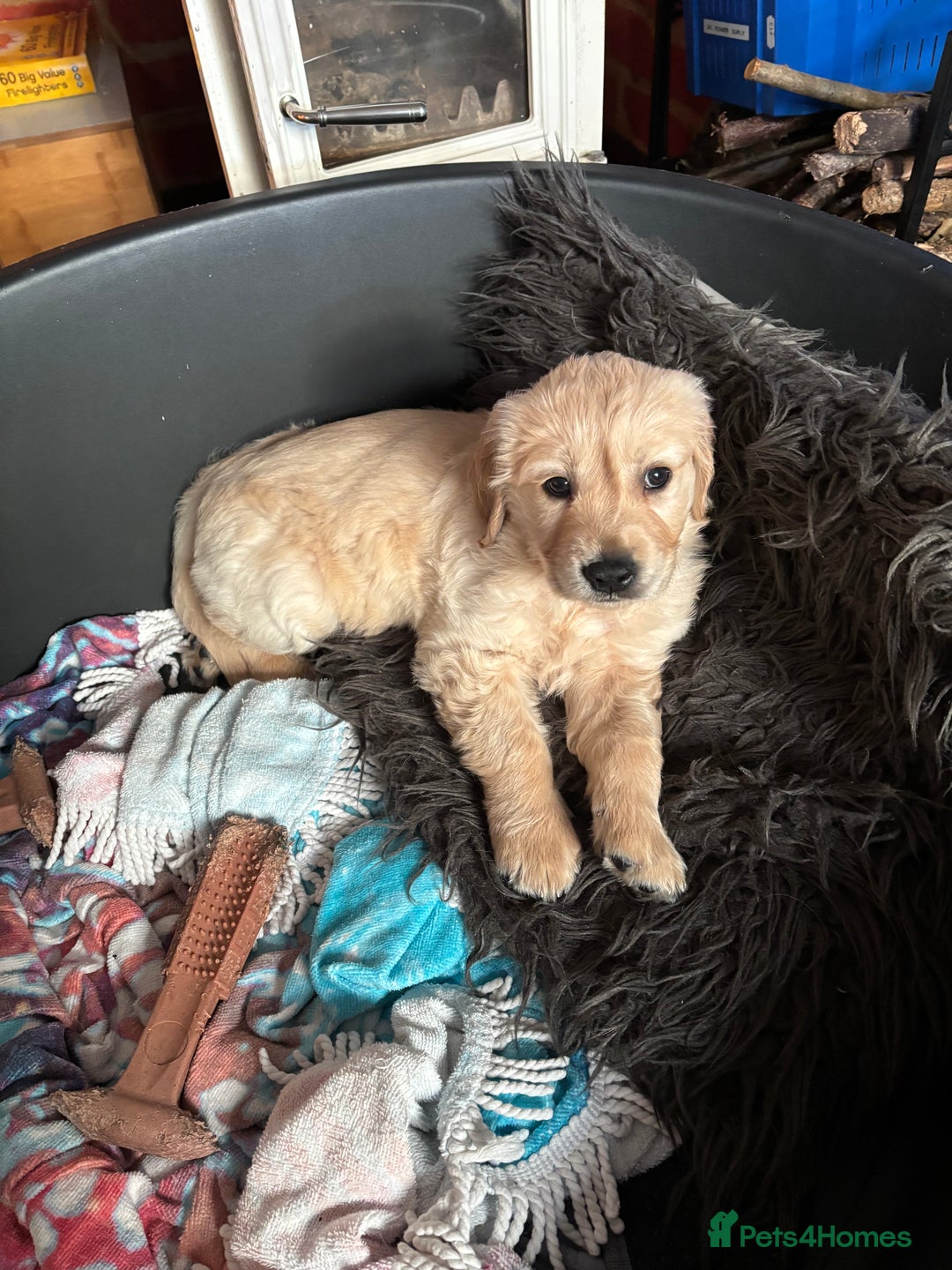 Golden Retriever dogs for sale: Two Boy puppies for sale - Advert 6