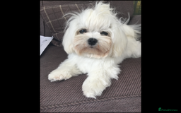 Maltese dogs for sale: Gorgeous Maltese puppies  - Image 3
