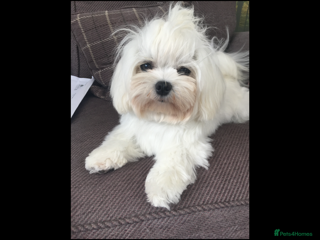 Maltese dogs for sale: Gorgeous Maltese puppies  - Image 3