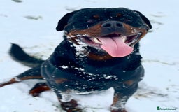 Rottweiler dogs for stud: Stunning Boy Available For Stud……. in Diss - Image 8