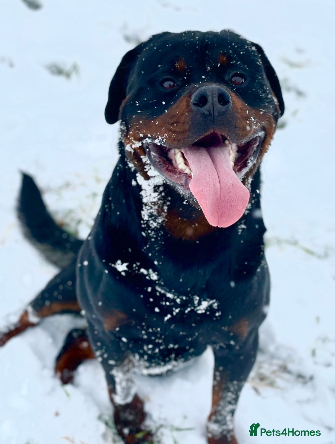 Rottweiler dogs for stud: Stunning Boy Available For Stud……. in Diss - Image 8