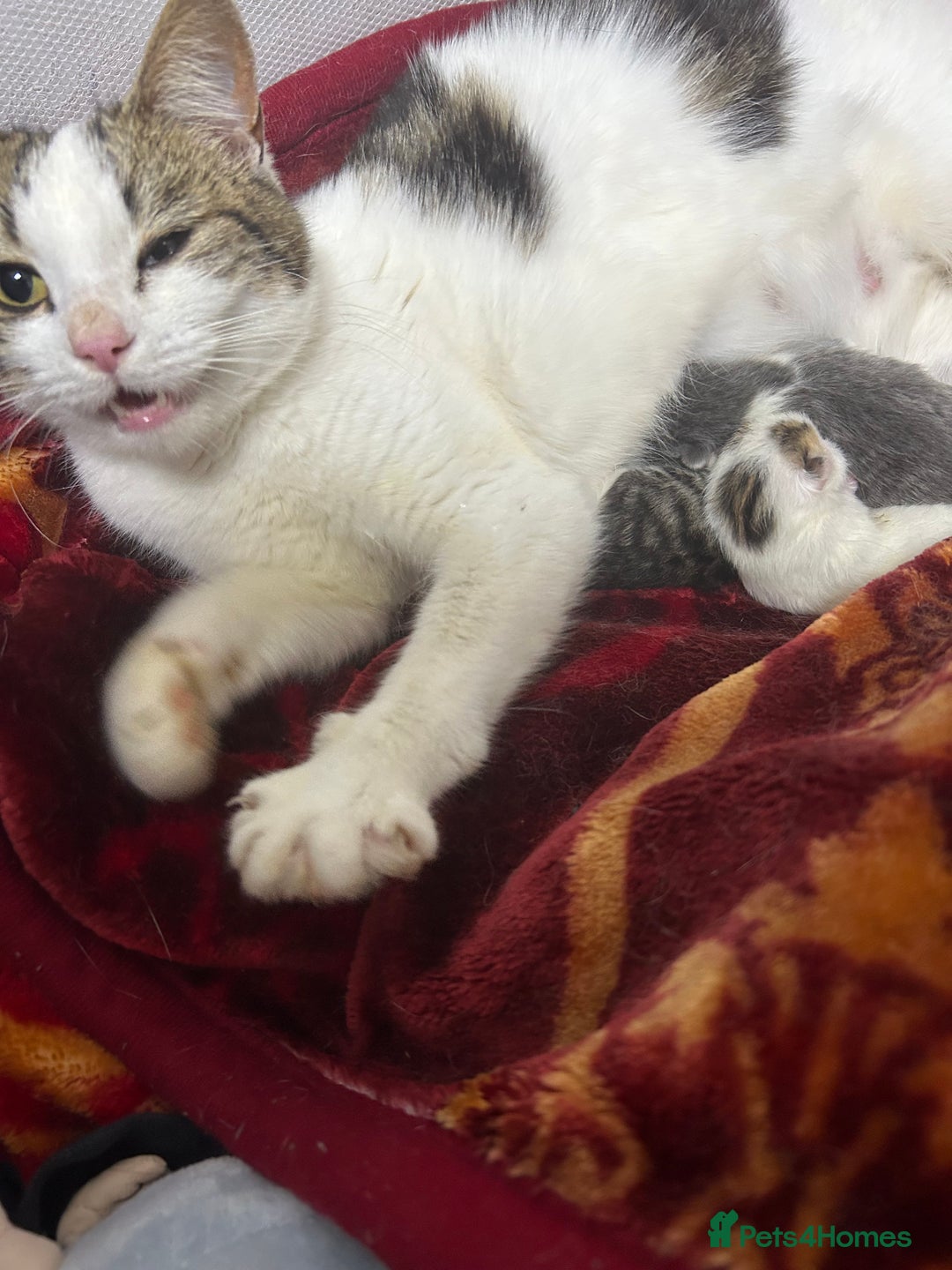 Mixed Breed cats for sale: Kittens are ready now  - Advert 1