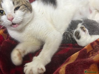 Mixed Breed cats Kittens are ready now - Advert 3