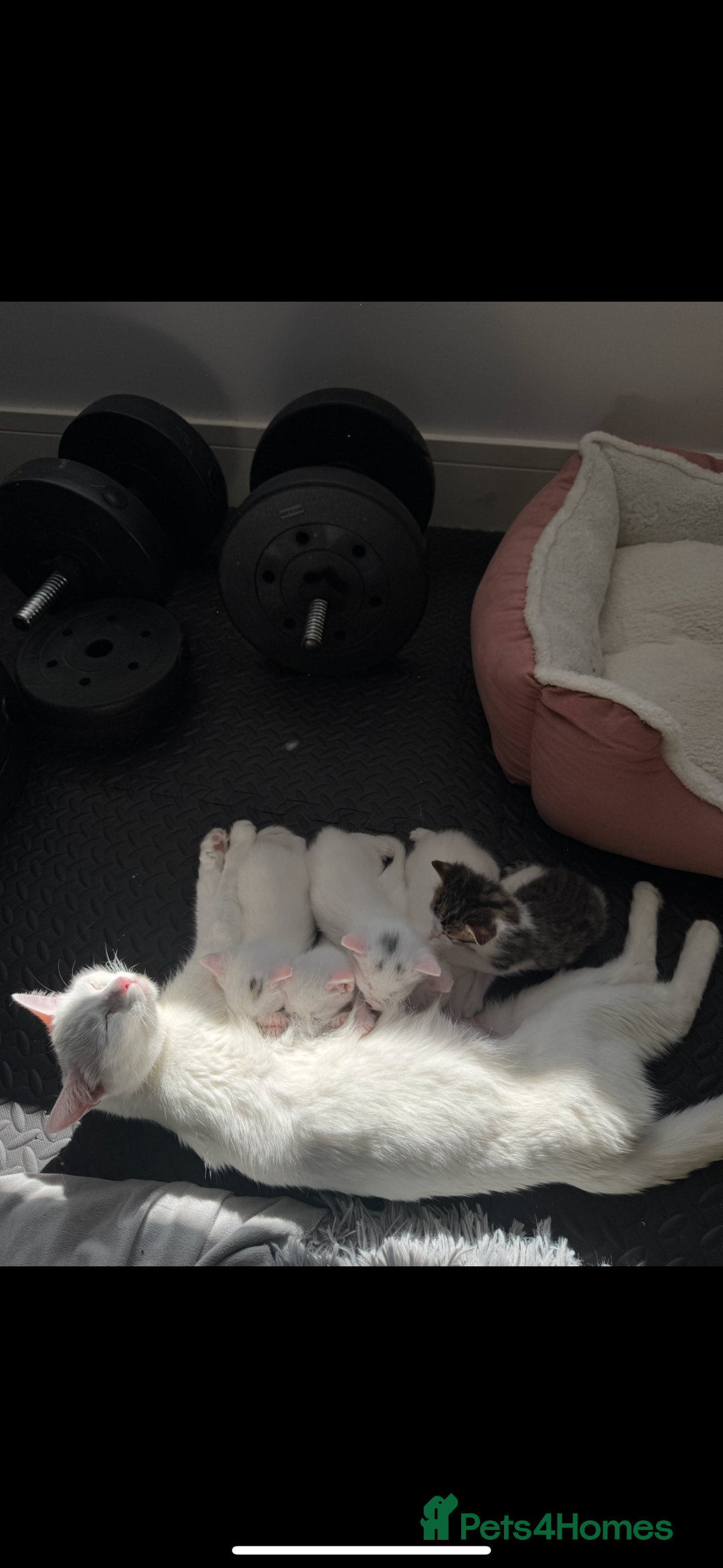 Khao Manee cats for sale: Adorable Kittens Ready for Loving Homes - Image 2