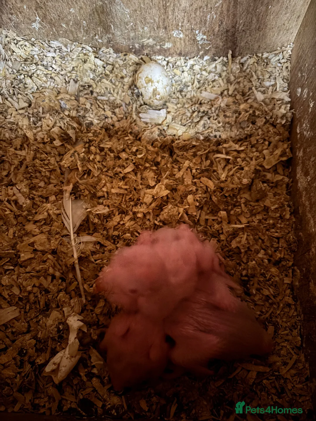 Ringnecks birds for sale: Baby Indian ringneck  - Advert 2