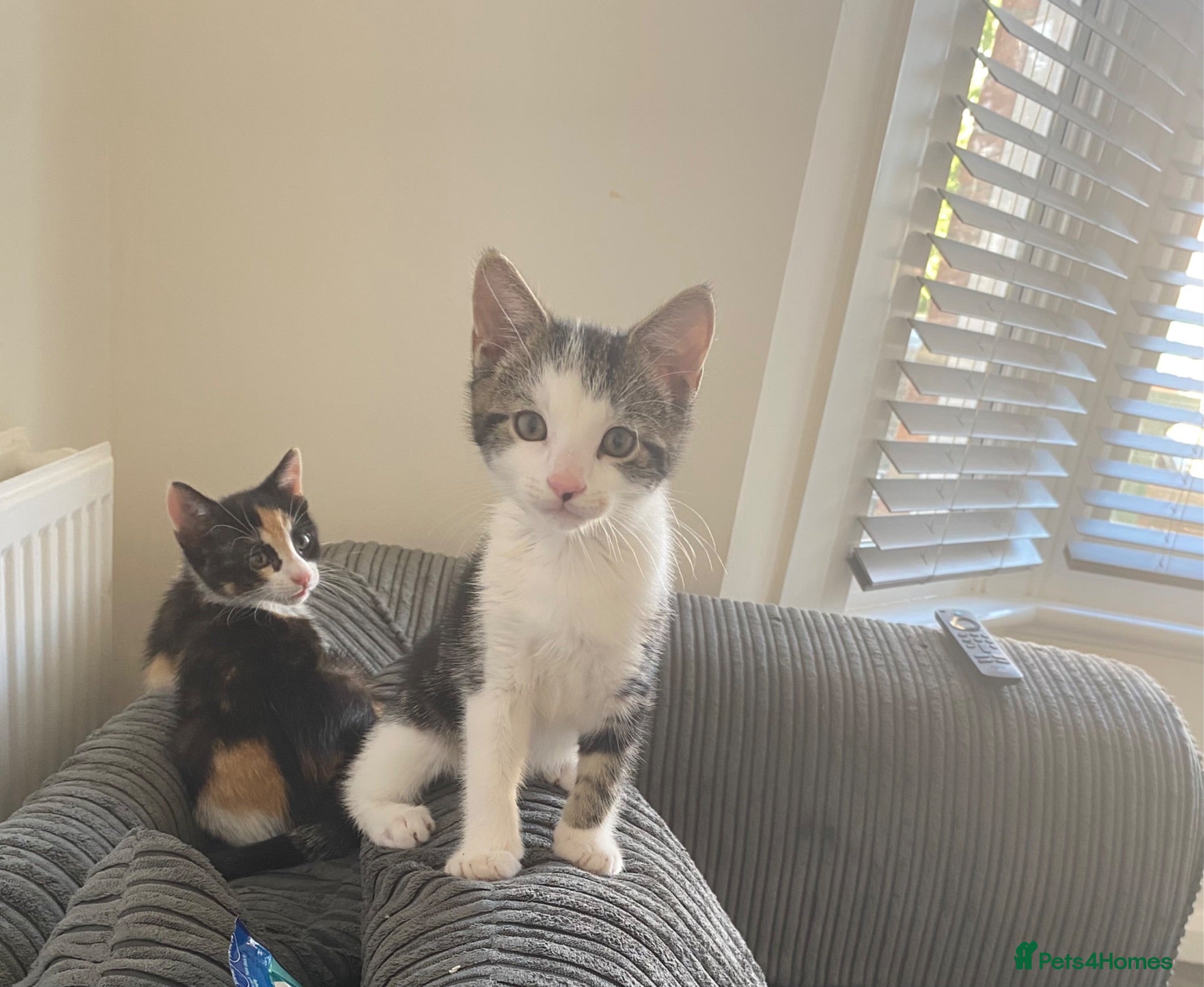 Mixed Breed cats Pair of kittens brother and sister - Advert 2