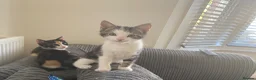 Mixed Breed cats for sale: Pair of kittens brother and sister - Advert 1