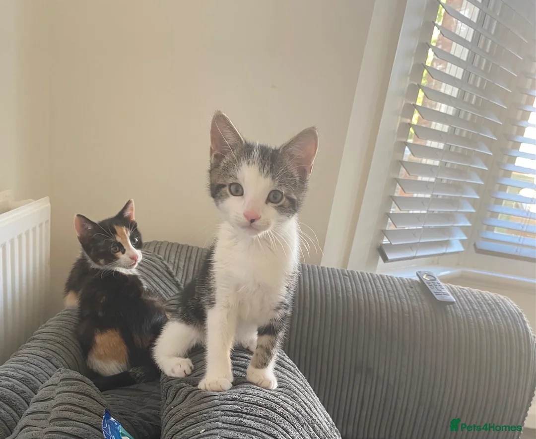 Mixed Breed cats for sale: Pair of kittens brother and sister - Advert 1