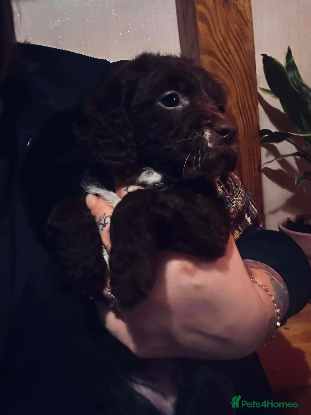 Mixed Breed dogs for sale: Labrador X Sproodle - Advert 14