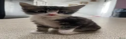 Mixed Breed cats for sale: Mainecoon/ragdoll kittens  - Advert 10
