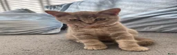 British Shorthair cats for sale: 🐾 GCCF Registered British Shorthair Kittens  - Advert 6