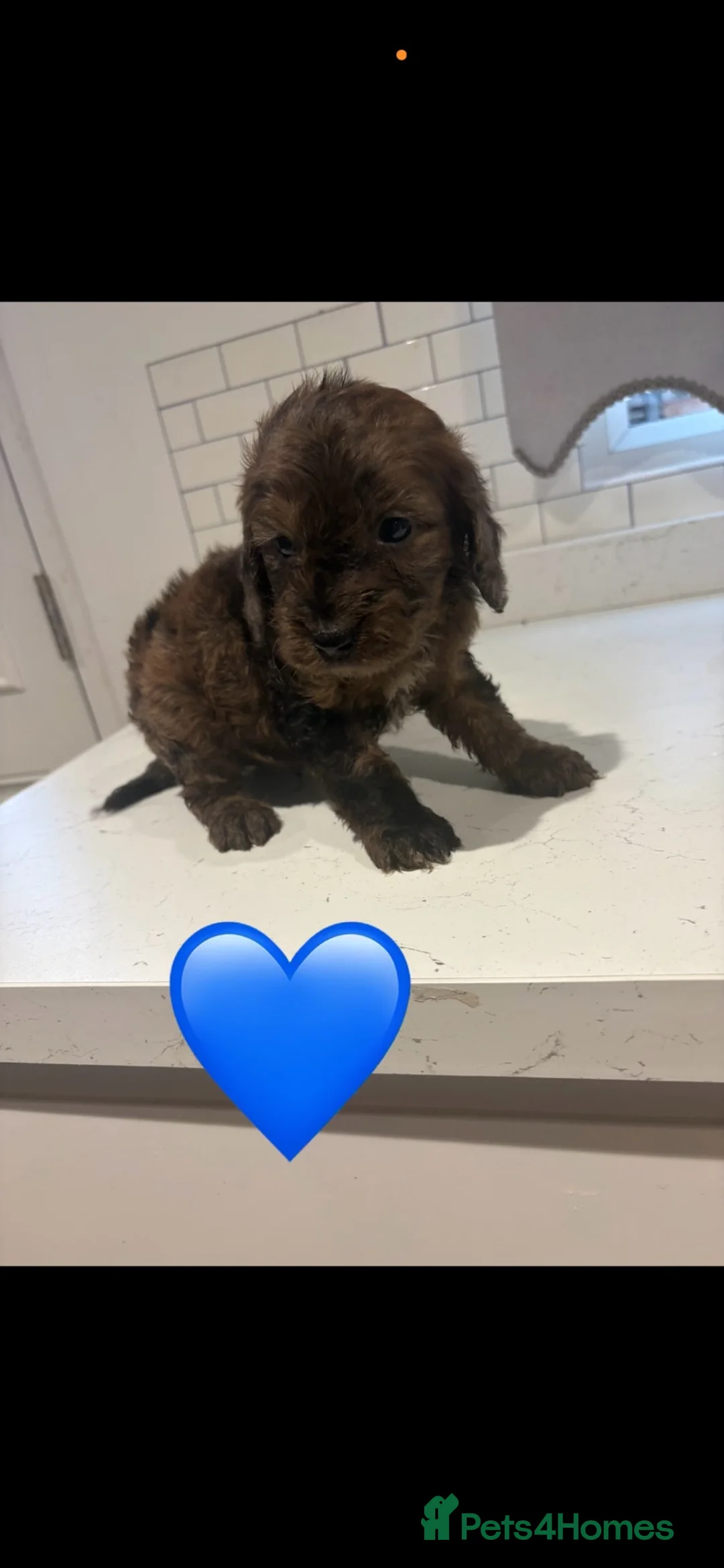 Cockapoo dogs for sale: 3 girls 4 boys  in Sittingbourne - Advert 8