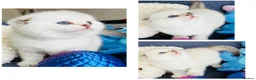 Scottish Fold cats for sale: Pedigree TICA registered boy kittens  - Advert 5