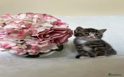 Scottish Fold cats for sale: Scottish fold kittens  - Image 4
