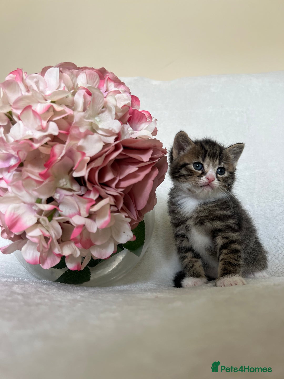 Scottish Fold cats for sale: Scottish fold kittens  - Image 4