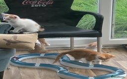 Mixed Breed cats for sale: Beautiful kittens  - Image 8