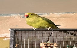 Ringnecks birds for sale: Female Ringneck  - Image 2