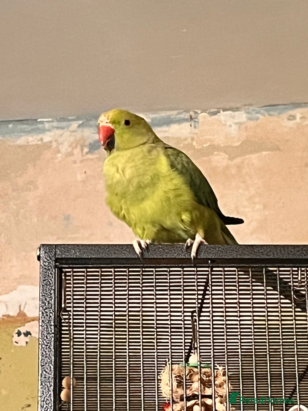 Ringnecks birds for sale: Female Ringneck  - Image 2