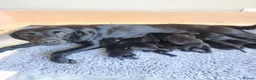 Labrador Retriever dogs for sale: Beautiful litter of 8 Black Labrador puppies  - Advert 16