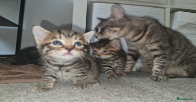 Mixed Breed cats - Advert 6