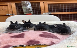 Netherland Dwarf rabbits for sale: Pure bred Netherland Dwarfs  - Image 2