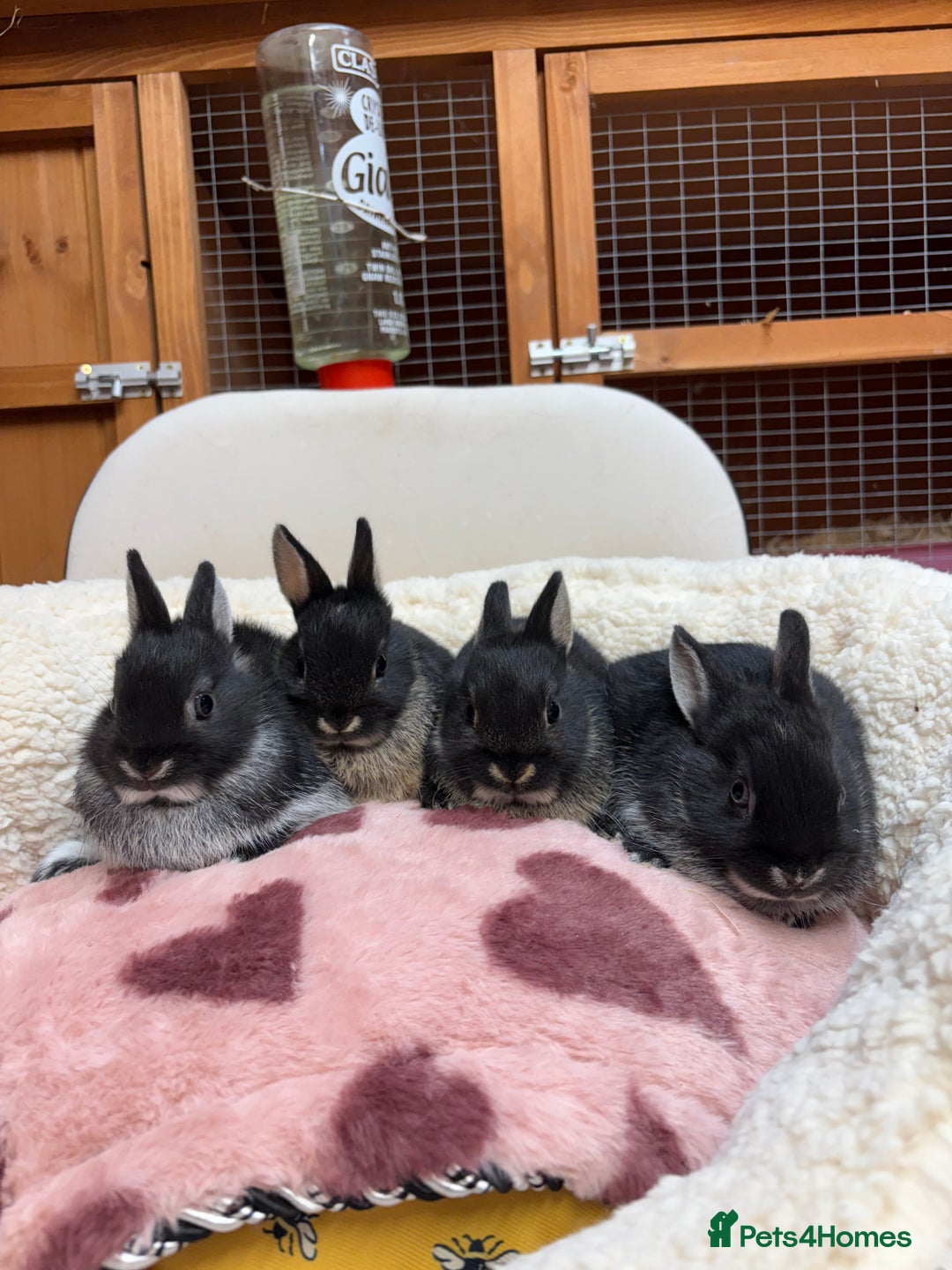 Netherland Dwarf rabbits for sale: Pure bred Netherland Dwarfs  - Image 2